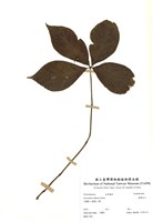 藏品(臺灣及己)的圖片